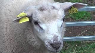 A sheep farm in Estonia