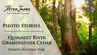 "Quinault River Grandfather Cedar" - Landscape Photography Stories