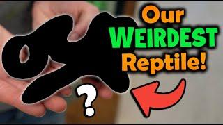 Top 5 WEIRDEST Reptiles at Snake Discovery!