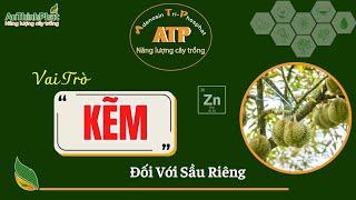 VAI TRÒ CỦA KẼM ĐỐI VỚI SẦU RIÊNG | ATP - NĂNG LƯỢNG CÂY TRỒNG | An Thịnh Phát