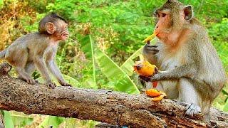 BABY MONKEY ALBA GOT SCARES, WHY MOM ANNA DOESN'T SHARE  MANGO TO ALBA?