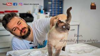 Salvat de la o moarte sigură în stradă, Vaser e gata de adopție. Viața cu pisici pe creier, Ep 39