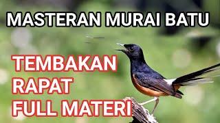 masteran murai batu full isian tembakan