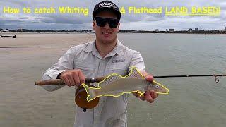 How to catch Whiting & Flathead LAND BASED!