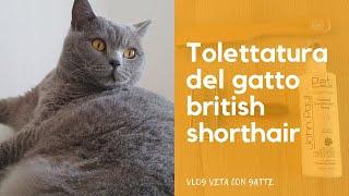 Tolettatura gatto British Shorthair