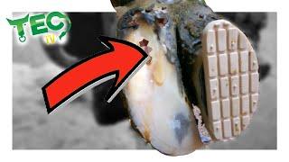 DID THIS COW SURVIVE THIS PUS INFECTION | TEC TV