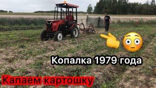 Копаем картошку польской копалкой на Мини тракторе из мотоблока Беларус 222