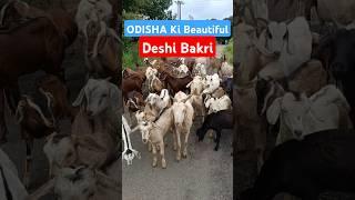 Odisha ki Beautiful Deshi Bakri। #omprakashausar #bakrifarming #goathusbandry #chhattisgarh