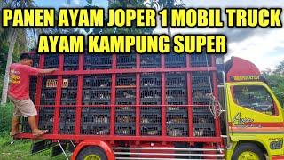 PANEN AYAM JOPER 1 MOBIL TRUCK PENUH || PANEN DI KANDANG PARA PETERNAK AYAM JOPER || AYAM KAMPUNG