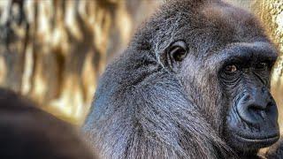 35-year-old gorilla at Jacksonville Zoo & Gardens dies