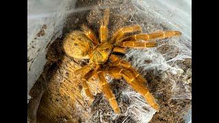Lets Talk Tarantulas