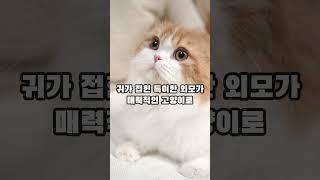 한국에서 많이 키우는 반려묘 종류 TOP 6 #지식 #고양이 #애완동물 #반려묘