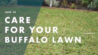 How To Care For Your Buffalo Lawn | Bunnings Warehouse