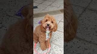 Cute Cavapoo Puppy #doodles