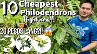 10 CHEAPEST PHILODENDRONS IN THE MARKET