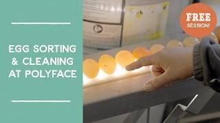 Egg Sorting & Cleaning Demonstration: Polyface Farms | Joel Salatin