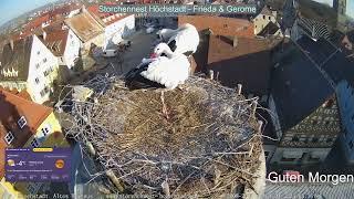 2025 03 03 Storchennest Höchstadt, Guten Morgen, schön putzen in der Morgensonne ️️ frostig -4°C