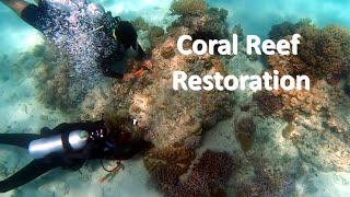 Coral Reef Restoration | Ocean freedom is working with the coral nurture programme.