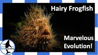 The Hairy Frogfish, a marvel of evolution (Antennarius striatus)