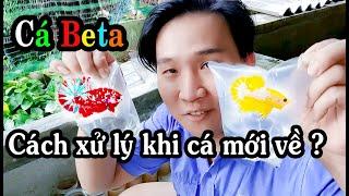 Bạn cần chuẩn bị gì khi mới tập nuôi cá betta ? hướng dẫn nuôi cá betta