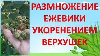 КАК РАЗМНОЖАТЬ ЕЖЕВИКУ. Укоренение ежевики верхушками. Как выращивать ежевику. Ежевика без шипов.