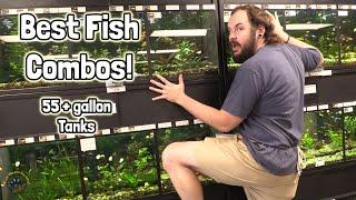 The Best Stocking Ideas for Your Fish Community in a 55+ Gallon Tank! 