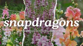 Growing Snapdragons: Start to Finish - Winter Sowing Snapdragon Seeds - Planting for Cut Flowers