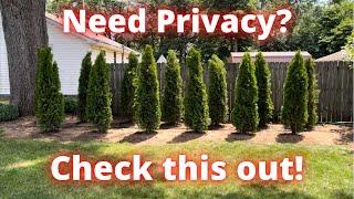 How to create a privacy fence with emerald green arborvitae trees.