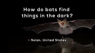 How do bats find things in the dark?