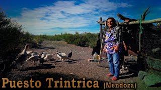 236 Puesto Trintrica Flia. Ortiz  2da. Parte (Mendoza) - Estancias y Tradiciones