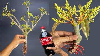 3 SUPER SPECIAL TECHNIQUES to propagate MANGO branches using coca~cola and banana, for beginners