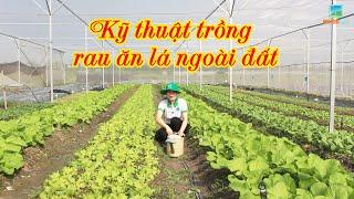 CÁCH TRỒNG RAU ĂN LÁ NGOÀI ĐẤT (Rau cải, Rau muống, Rau đay, Mồng tơi, Xà lách, Rau dền, Tần ô,...)