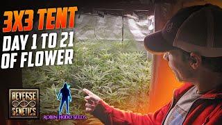 Complete Guide to Growing Weed, First 3 Weeks of Flower, Spiderfarmer SE-5000