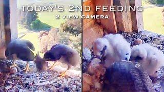 #152Falcon Nest ／Box Camera - FalconCam Project LIVE