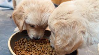 Rescue Golden Retriever Puppies Eat Kibble For the First Time!