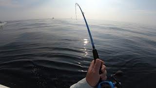 Summer Flounder Crush - When to Set the Hook!