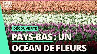  Pays-Bas : le somptueux spectacle des champs de fleurs