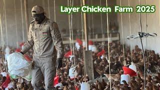 How to Start Layer Chicken Farming Business in 2025