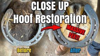 CLOSE UP SHIRE Hoof Restoration - Oddly Satisfying Hoof Restoration - ASMR - Farrier - Horse Shoeing