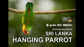 Sri Lanka Hanging Parrot |ශ්‍රී ලංකා ගිරා මලිත්තා | Documentary Video