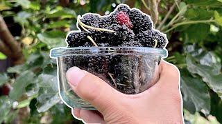 When To Pick Mulberries #shorts