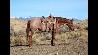 15.3 Hand HEAD TURNING Red Roan Gelding for Sale/ BIG JOHN/ Diamond-McNabb Ranch Horse Sale Wyoming