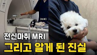 드디어 밝혀진 푸우가 아팠던 이유... 강아지 MRI 검사 생각보다 힘드네요