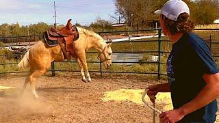 FIRST SADDLE jumps over FENCE