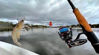 Fishing a Live! Shrimp in this Popular River and Caught a Giant! [EPIC Results]