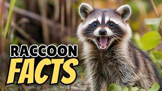 15 Raccoon Facts That Will Blow Your Mind