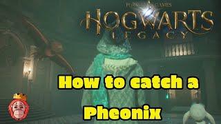 Hogwarts Legacy - Where to find a Phoenix - How to catch the Legendary Beast - Location Guide