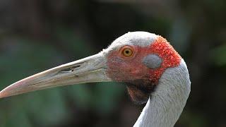 Brolga Dance and behaviour with Sarus Crane in Australia