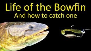 Life of the Bowfin and How to Fish for Bowfin