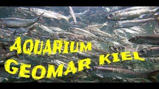 Aquarium GEOMAR KIEL | alle Becken in einem Video